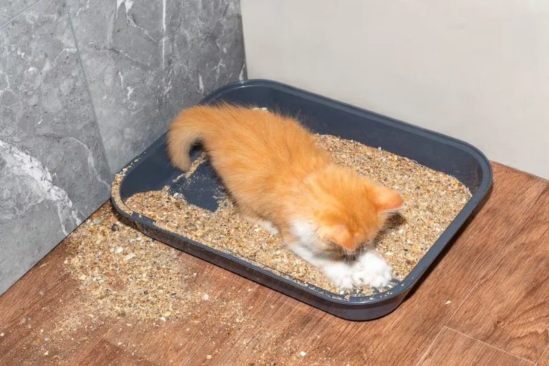 How to Stop Your Kitten from Eating Litter Safely and Effectively