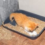 How to Stop Your Kitten from Eating Litter Safely and Effectively