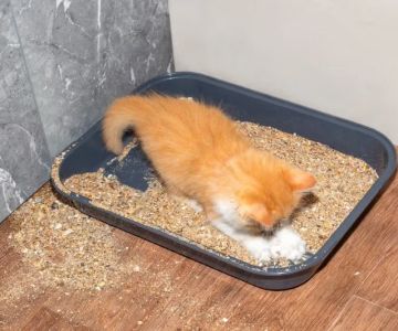 How to Stop Your Kitten from Eating Litter Safely and Effectively