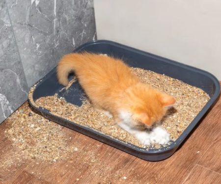How to Stop Your Kitten from Eating Litter Safely and Effectively