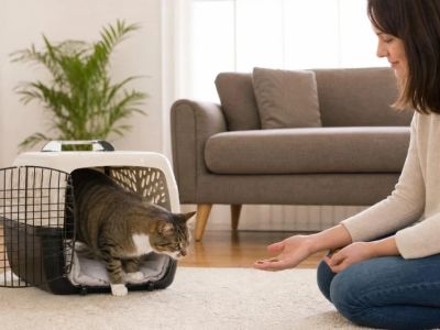Cat Carrier Training: Build Comfort Before Vet Visits