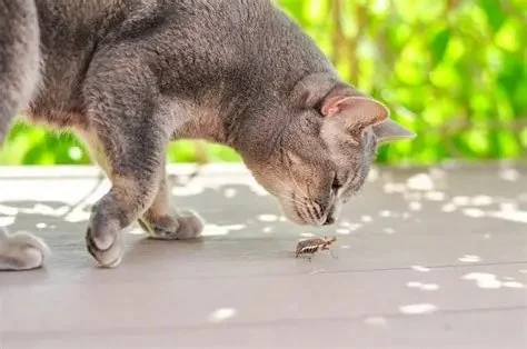 How to Keep Your Kitten from Eating Dead Insects Safely