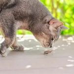 How to Keep Your Kitten from Eating Dead Insects Safely