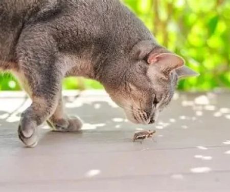 How to Keep Your Kitten from Eating Dead Insects Safely