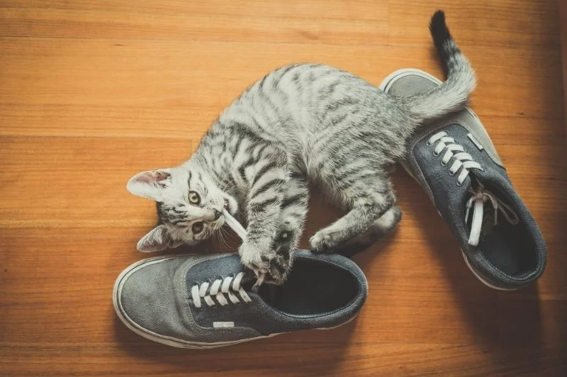 How to Keep Your Kitten from Chewing on Shoes