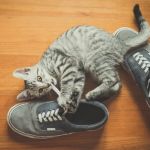 How to Keep Your Kitten from Chewing on Shoes
