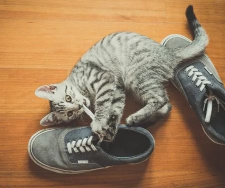 How to Keep Your Kitten from Chewing on Shoes