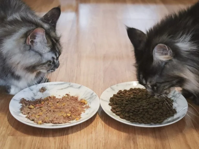 Best Foods for Diabetic Cats: Wet vs Dry Guide