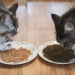 Best Foods for Diabetic Cats: Wet vs Dry Guide