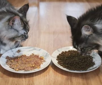 Best Foods for Diabetic Cats: Wet vs Dry Guide