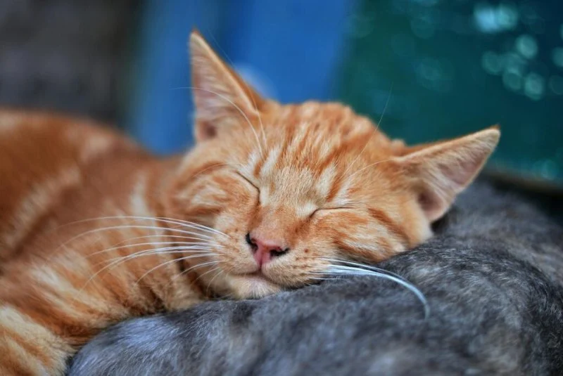 Why Do Cats Sleep So Much? The Science Behind the Snooze