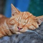 Why Do Cats Sleep So Much? The Science Behind the Snooze