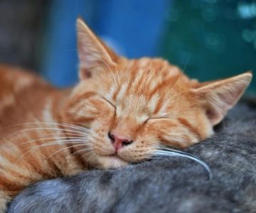 Why Do Cats Sleep So Much? The Science Behind the Snooze