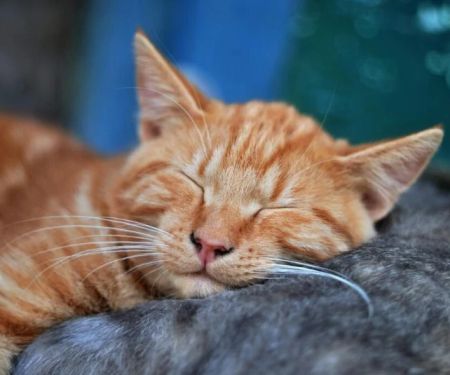 Why Do Cats Sleep So Much? The Science Behind the Snooze