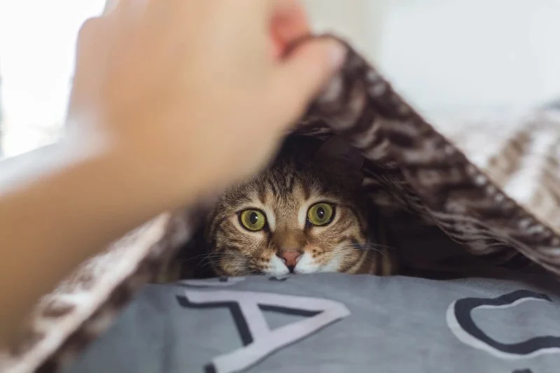 Why Is My Cat Hiding? Behavioral and Medical Reasons Explained