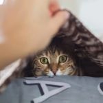 Why Is My Cat Hiding? Behavioral and Medical Reasons Explained