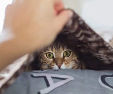 Why Is My Cat Hiding? Behavioral and Medical Reasons Explained