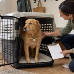 Pet Travel Crate Setup: Fit, Ventilation, and Placement