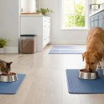 Pet Feeding Station: Choose a Safe, Clean Location