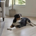 Pet Seizure First Aid: Clear the Area and Time the Event