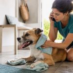 Pet Heatstroke Warning Signs: Start Cooling and Go to a Vet Now