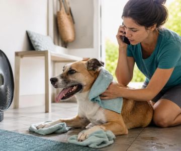 Pet Heatstroke Warning Signs: Start Cooling and Go to a Vet Now